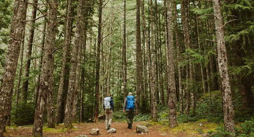 Two people hiking in the woods with very tall trees